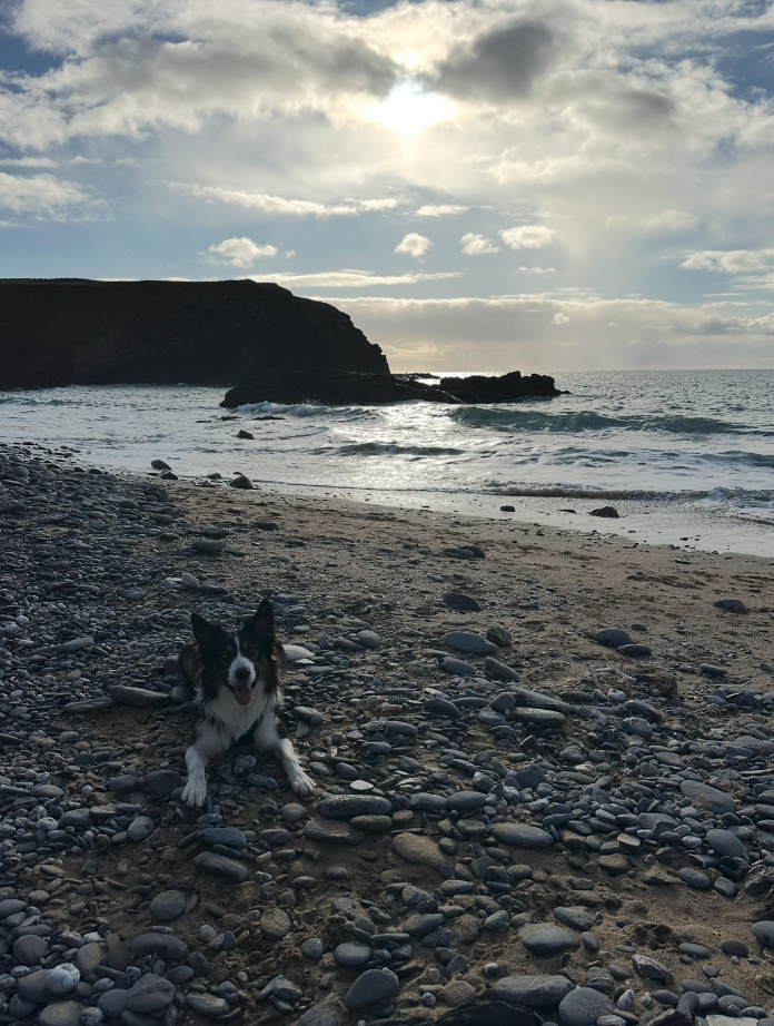 Teddy on the beach at Church Cove, Cornwall